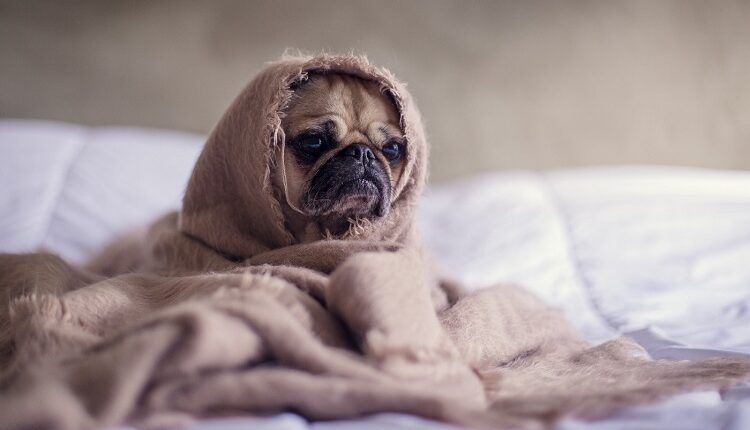 Dog’s Fear